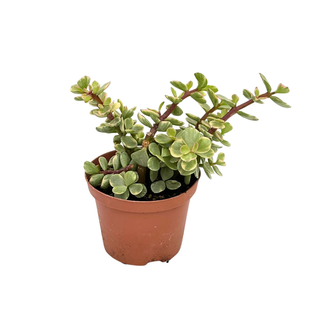 Portulacaria Afra D. 10 cm - pianta succulenta in vaso