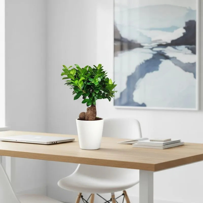 i Giardini di Giulia 