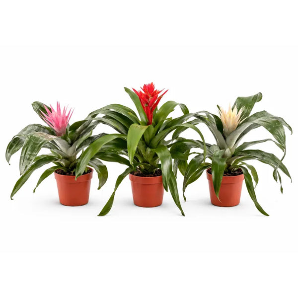 Aechmea gemengd coliri mix D.15 H.60 cm