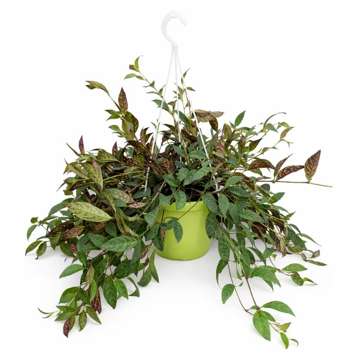 Aeschynanthus Marmorata - Pianta da interno con foglie variegate e fiori rossi in vaso da 20 cm