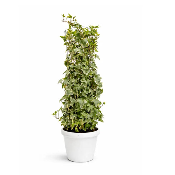 Edera (Hedera helix) colonnare D. 22 H.60 CM