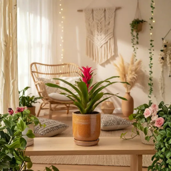 Aechmea gemengd coliri mix D.15 H.60 cm