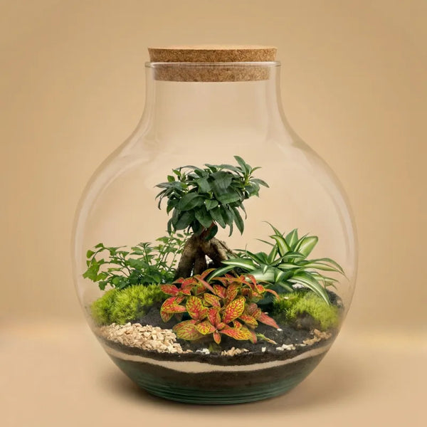 Terrarium Ariel  XXL con piante verdi