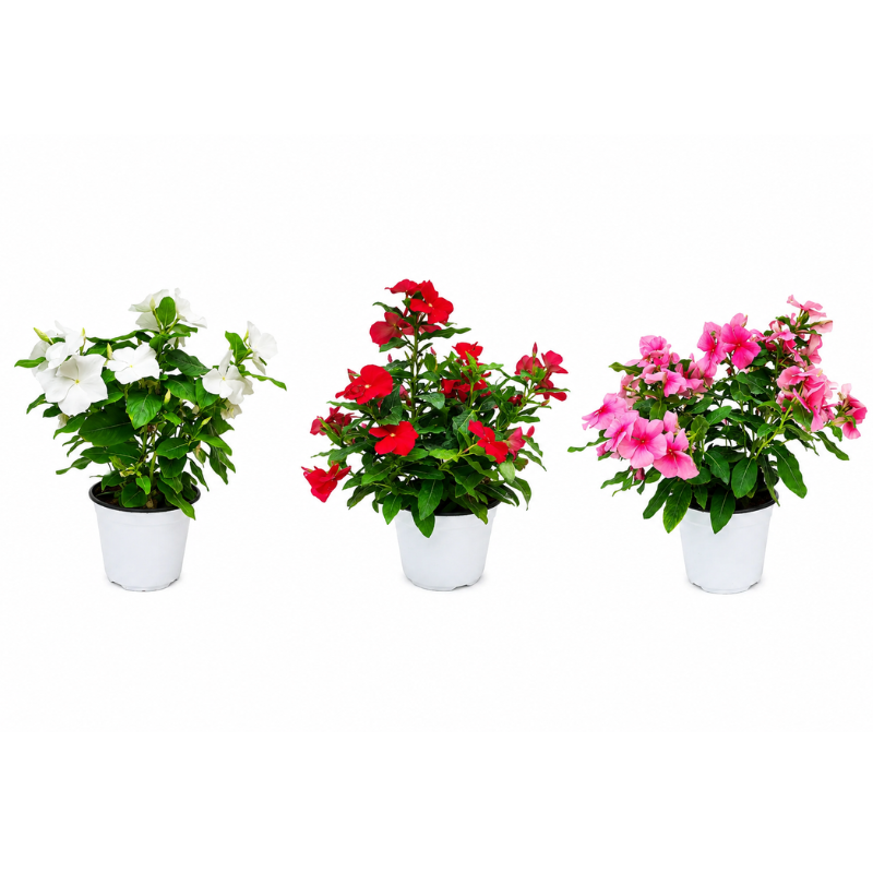 Lot de 3 et 6 pièces de pervenche dressée, diamètre 14 cm