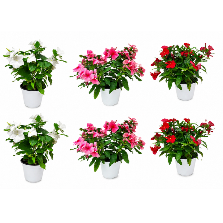Lot de 3 et 6 pièces de pervenche dressée, diamètre 14 cm