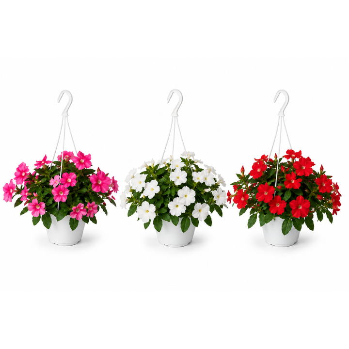 Vinca pendula in basket D.14 H.30 cm