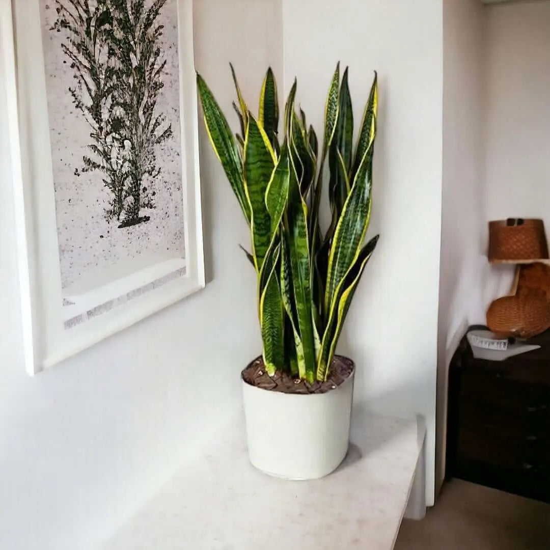 Sansevieria Laurentii - pianta robusta e facile da curare, con vaso semplice