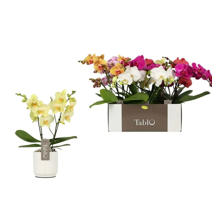 Phalaenopsis mix Tablo Mix in White Lazio Pot - i Giardini di Giulia  