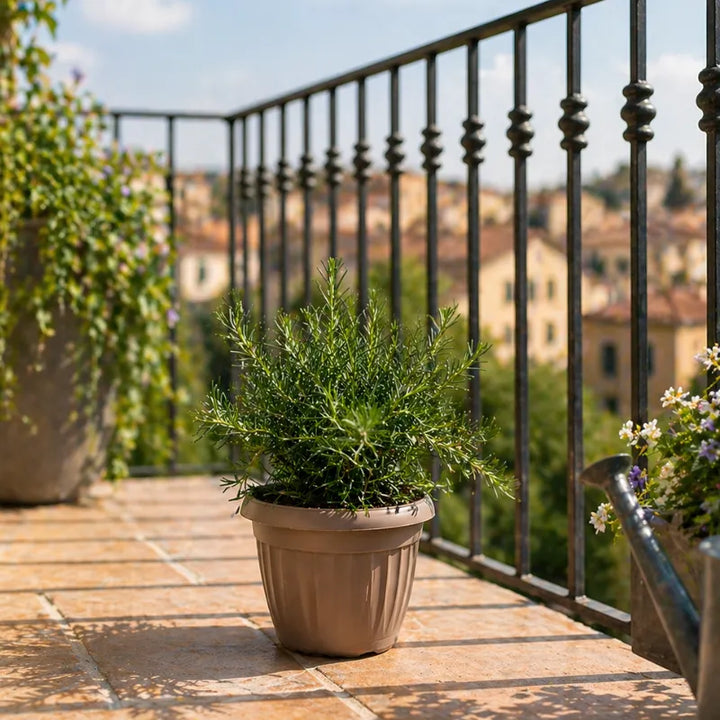 rosmarino in vaso su balcone con annaffiatoio pianta aromatica resistente sole