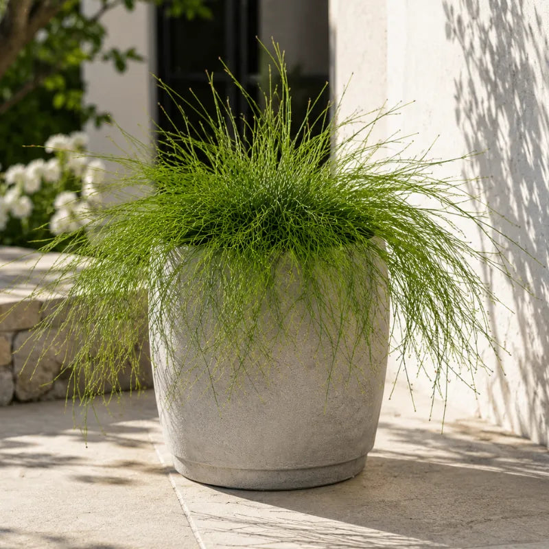 Russelia equisetiformis con portamento morbido e ricadente coltivata in vaso da esterno, ideale per terrazzi, giardini e spazi moderni.