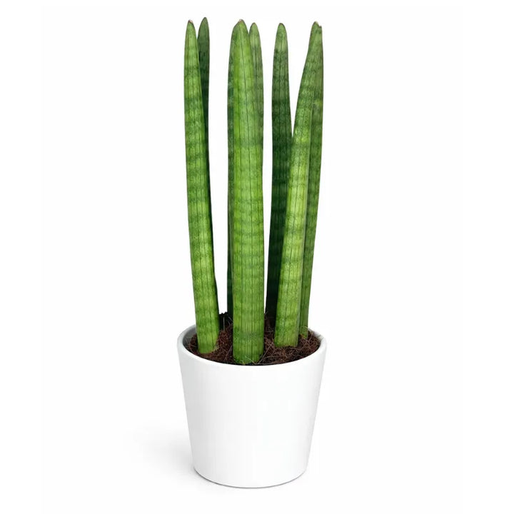 Sansevieria Cylindrica Candle in vaso di ceramica bianco su sfondo chiaro