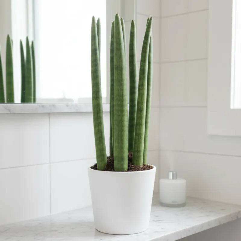 Dettaglio del vaso in ceramica da 11 cm della Sansevieria Cylindrica Candle