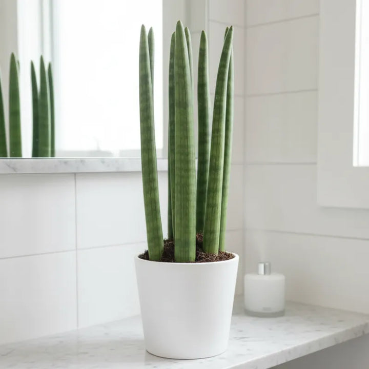 Dettaglio del vaso in ceramica da 11 cm della Sansevieria Cylindrica Candle