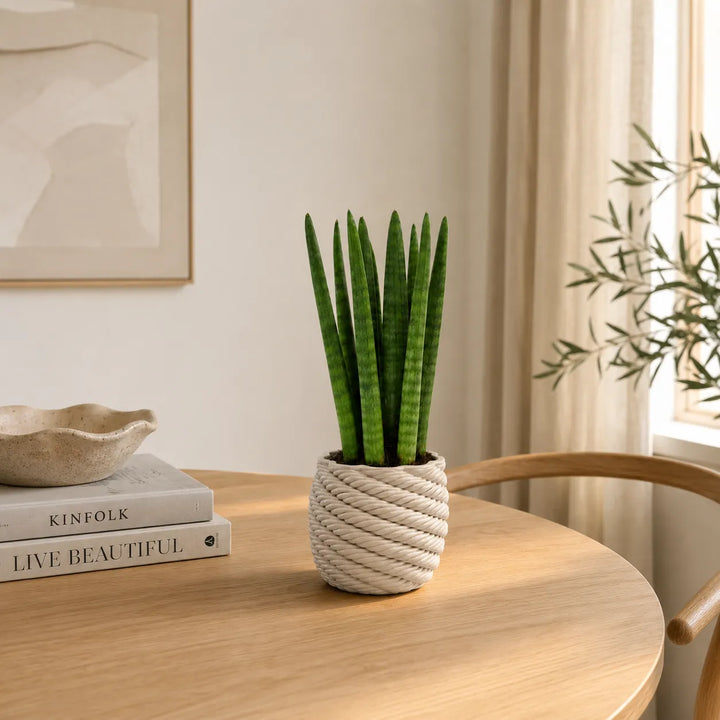 Sansevieria Cylindrica in vaso artigianale Carina su tavolo in legno, ideale come pianta da interno per soggiorni, uffici e ambienti moderni.