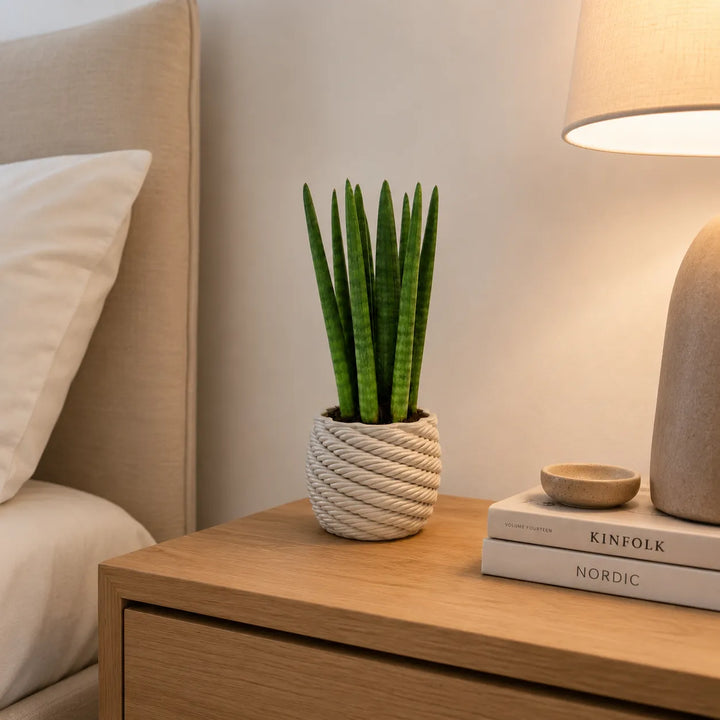 Sansevieria Cylindrica con foglie verticali verde scuro in vaso di ceramica artigianale Carina, posizionata su comodino in una camera da letto moderna.