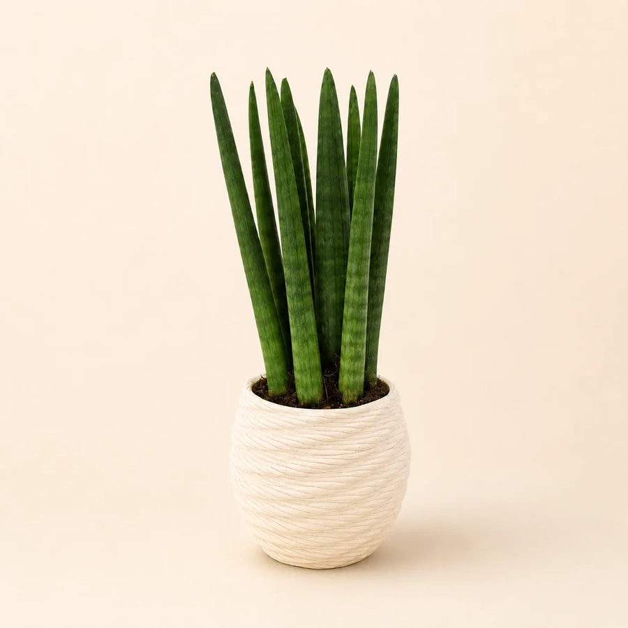 Sansevieria Cylindrica con foglie verticali verde intenso in vaso bianco decorativo dal design moderno su sfondo neutro.