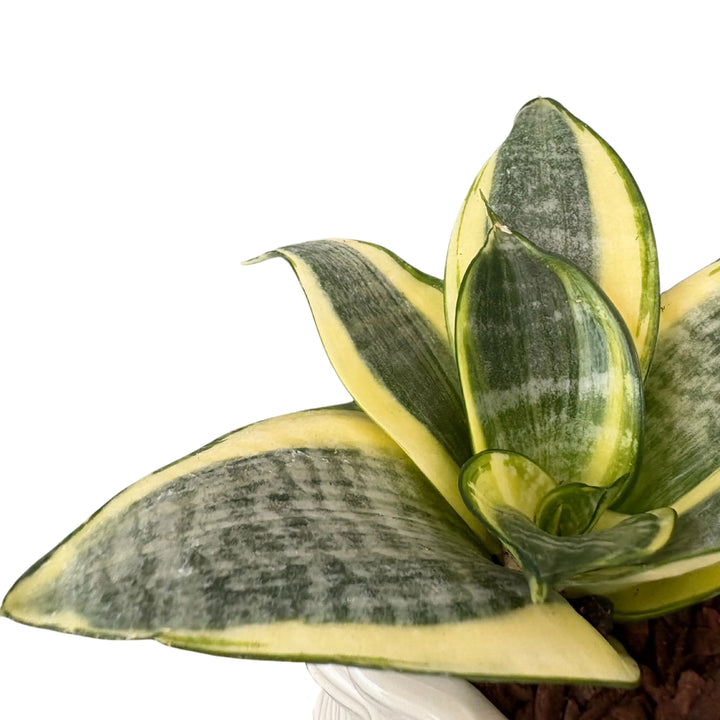 Sansevieria Golden Hahnii - dettaglio foglie carnose variegate