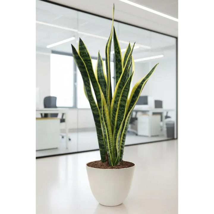 Sansevieria Laurentii 60cm - pianta in ambiente domestico, esempio di arredamento
