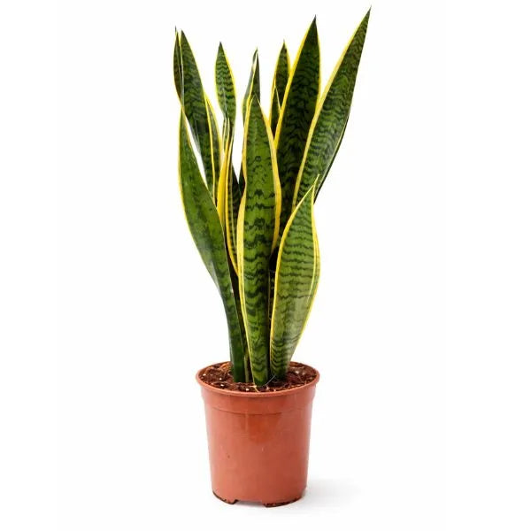 Sansevieria Laurentii – Pianta da Interno D.19 cm | Purifica l’Aria, Poca Luce