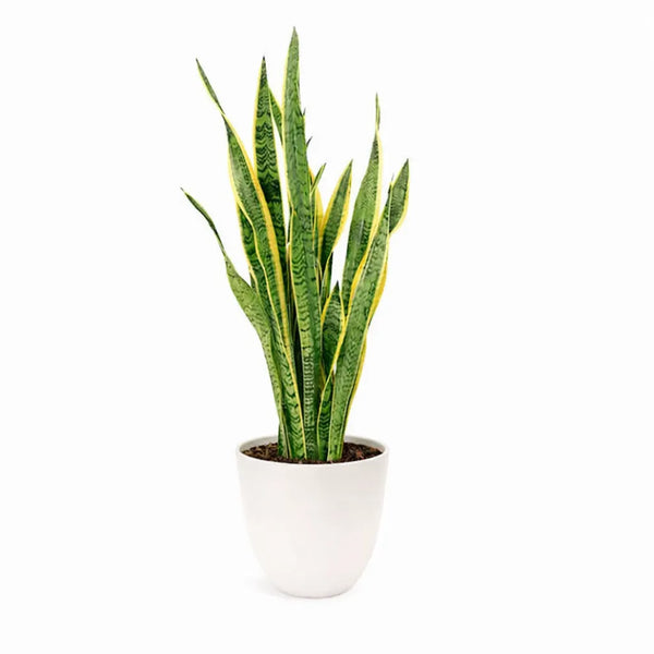 Sansevieria Laurentii D.21 H.80/90 cm