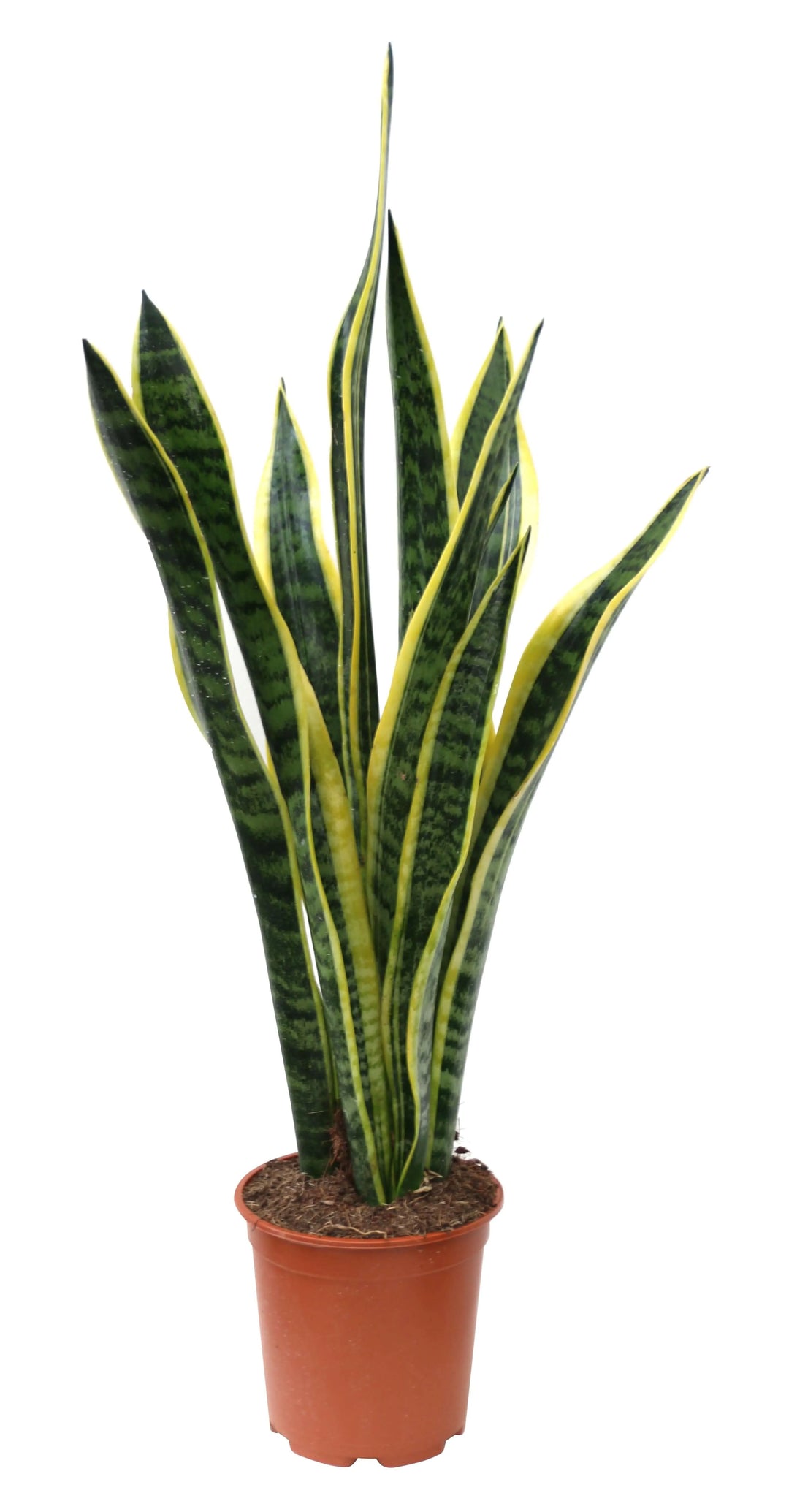 Sansevieria Laurentii 60cm - dettaglio foglie variegate, vista ravvicinata dei bordi gialli