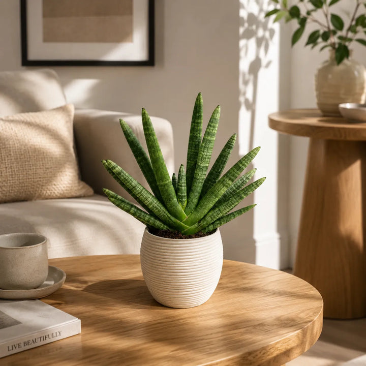 Pianta Sansevieria Swasdii in vaso Sally beige posizionata su tavolino in soggiorno luminoso.