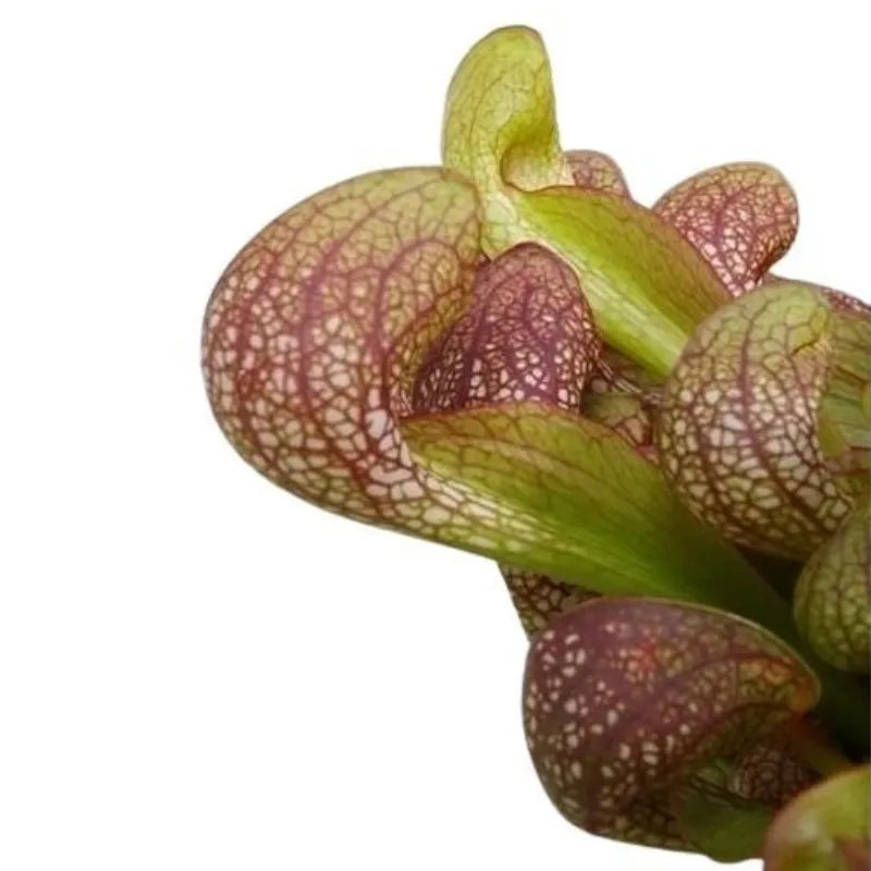 Dettaglio delle trappole tubolari della Sarracenia psittacina con venature rosse e verdi