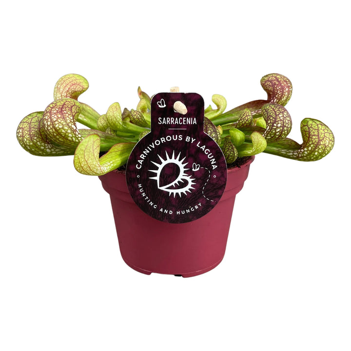 Sarracenia psittacina pianta carnivora in vaso con trappole verdi e rosse su sfondo neutro