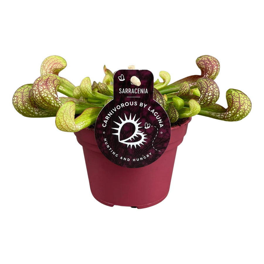 Sarracenia psittacina pianta carnivora in vaso con trappole verdi e rosse su sfondo neutro