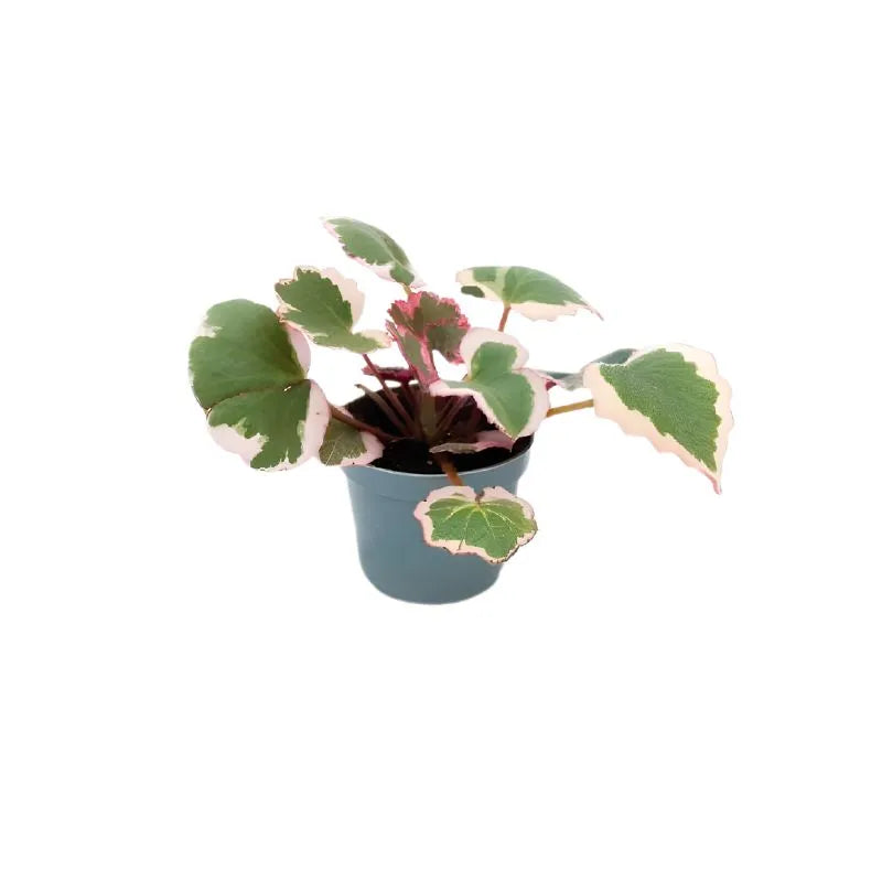 Mini Saxifraga Stolonifera - pianta compatta con foglie variegate in vaso
