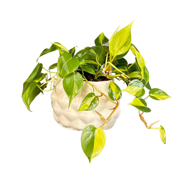 Philodendron Scandens Brasil in vaso ceramica Mana ovale