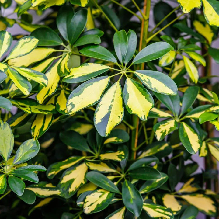 Schefflera Gold Capella - dettaglio delle foglie verdi e gialle