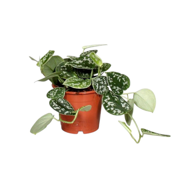Scindapsus Pictus  D.12 H.15 cm