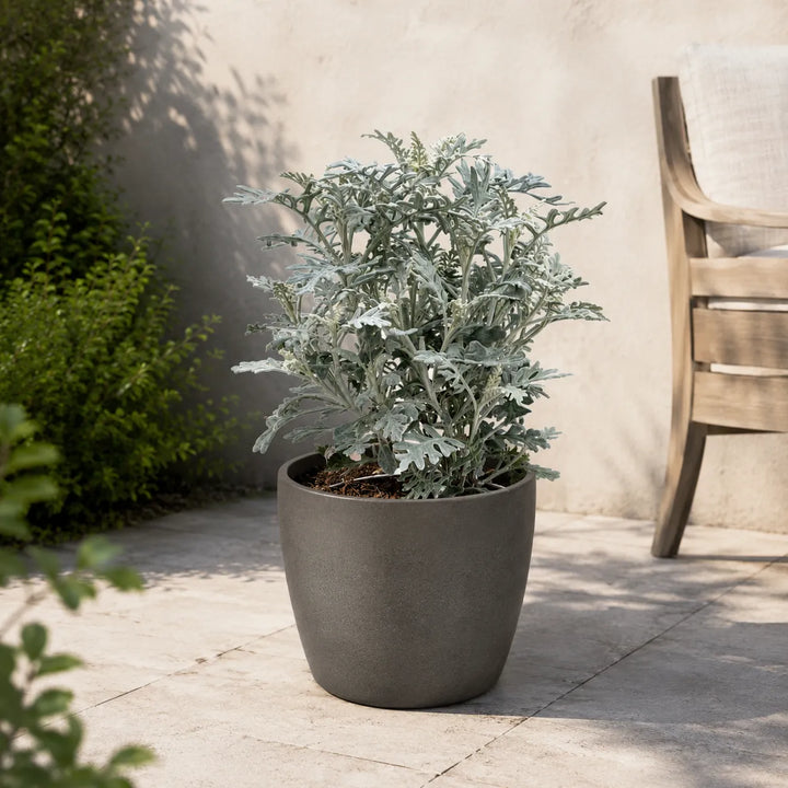 pianta cineraria marittima silver dust in vaso decorativo da esterno