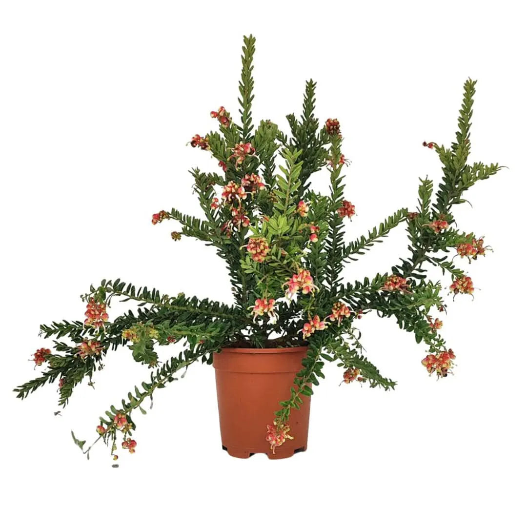 Grevillea Winter Wonder - pianta sempreverde fiorita in vaso da 16 cm, pronta per esterno