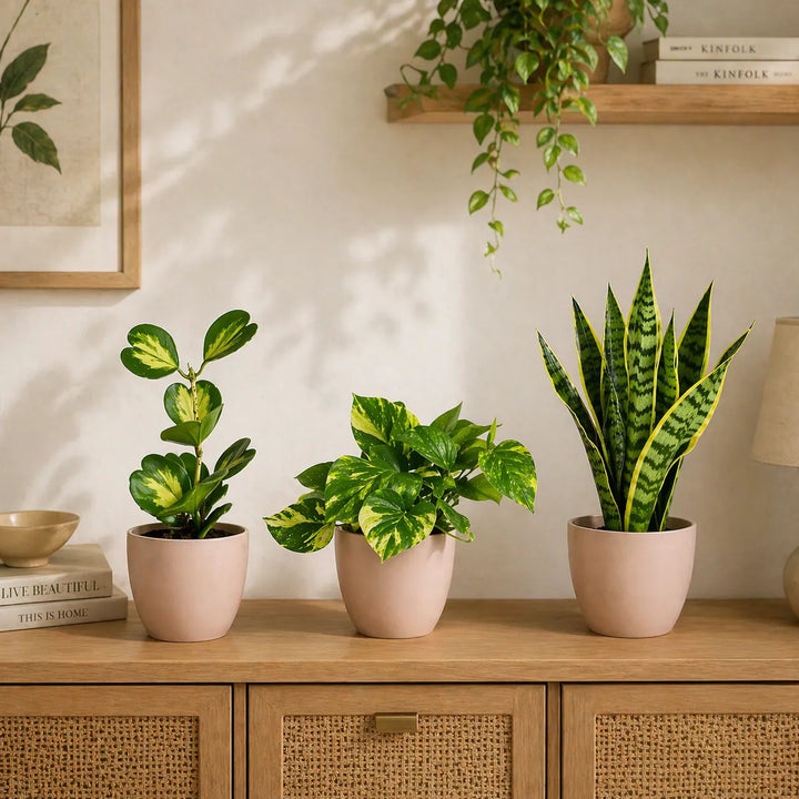 tre piante da interno decorative con sansevieria pothos e peperomia su mobile in legno