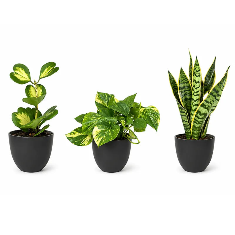 piante per interni con sansevieria pothos e peperomia in vasi neri design moderno