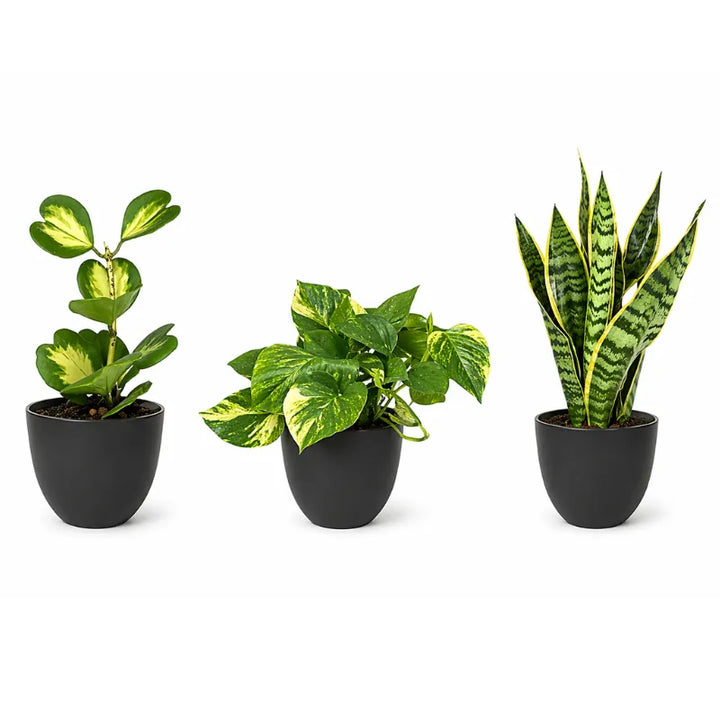 piante per interni con sansevieria pothos e peperomia in vasi neri design moderno