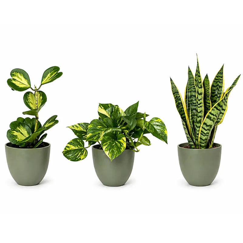 composizione piante da appartamento con sansevieria pothos e hoya in vasi verde oliva