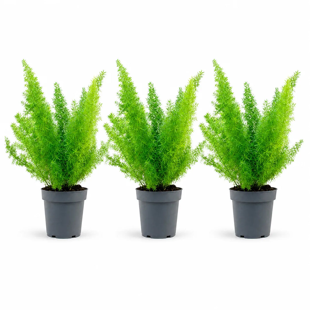 Set di tre piante di Asparagus Sprengerii con fogliame verde brillante in vaso da coltivazione su sfondo bianco.