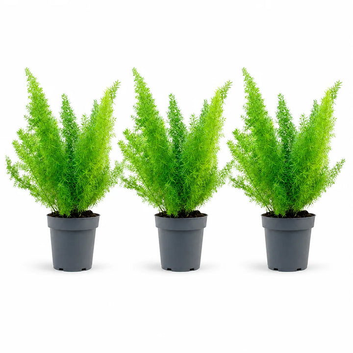Set di tre piante di Asparagus Sprengerii con fogliame verde brillante in vaso da coltivazione su sfondo bianco.