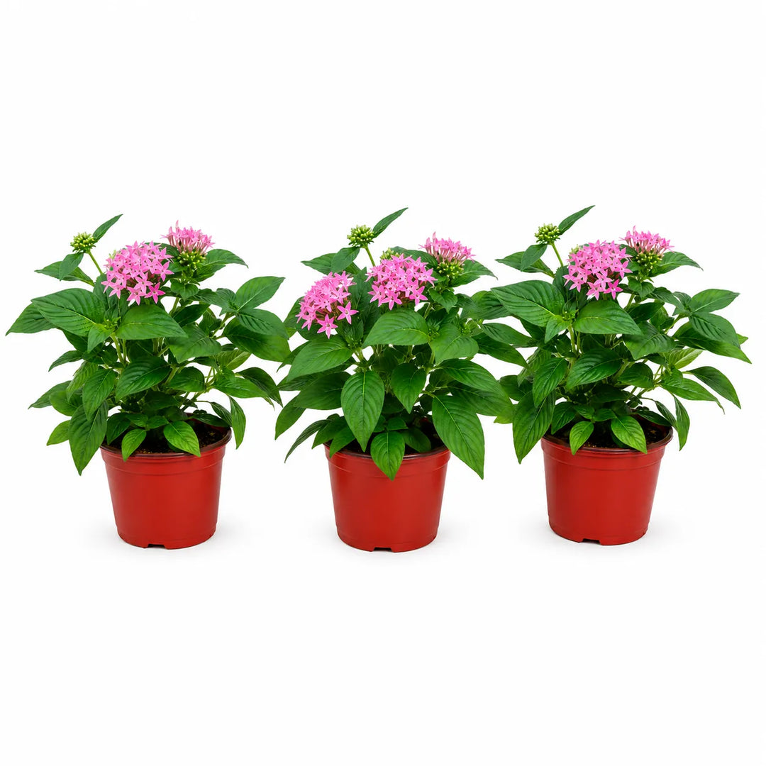 Set composto da tre piante di Pentas rosa in vaso da coltivazione su sfondo bianco, ideali per balconi, terrazzi e giardini.