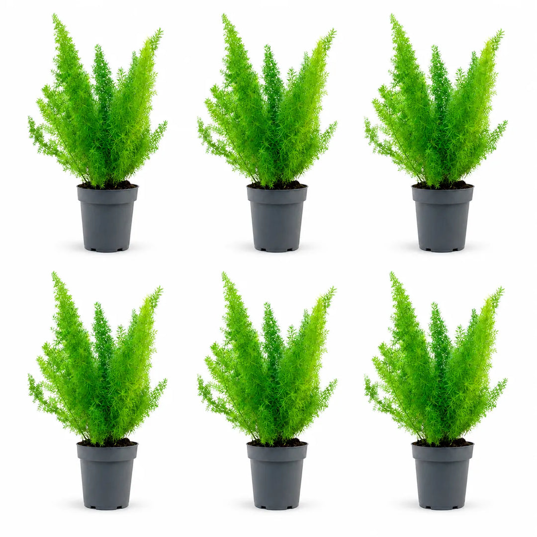 Set composto da sei piante di Asparagus Sprengerii in vaso da coltivazione su sfondo bianco, ideali per arredare interni, balconi e terrazzi.