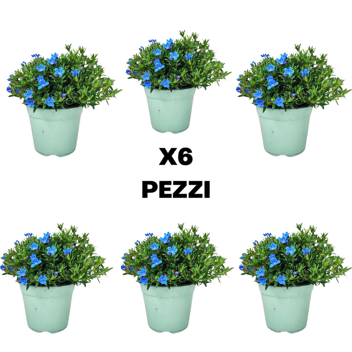 Lithodora - set di sei piante con fioritura blu per un balcone elegante