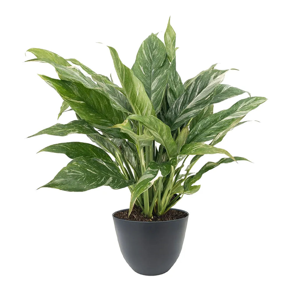 Spathiphyllum Diamond - pianta da interno in vaso antracite moderno