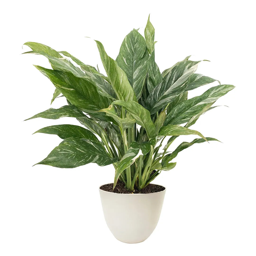 Spathiphyllum Diamond - pianta della pace con vaso bianco decorativo