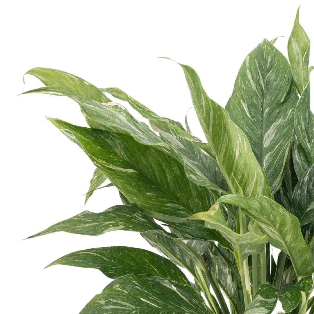 Spathiphyllum Diamond - pianta della pace alta 55 cm in vaso da coltivazione