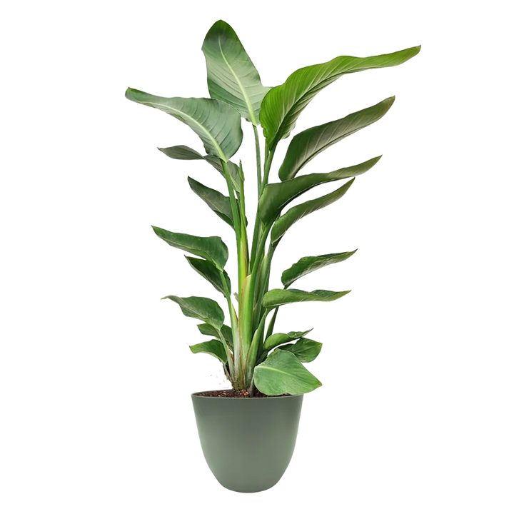 Strelitzia Nicolai - pianta tropicale in vaso verde rosmarino