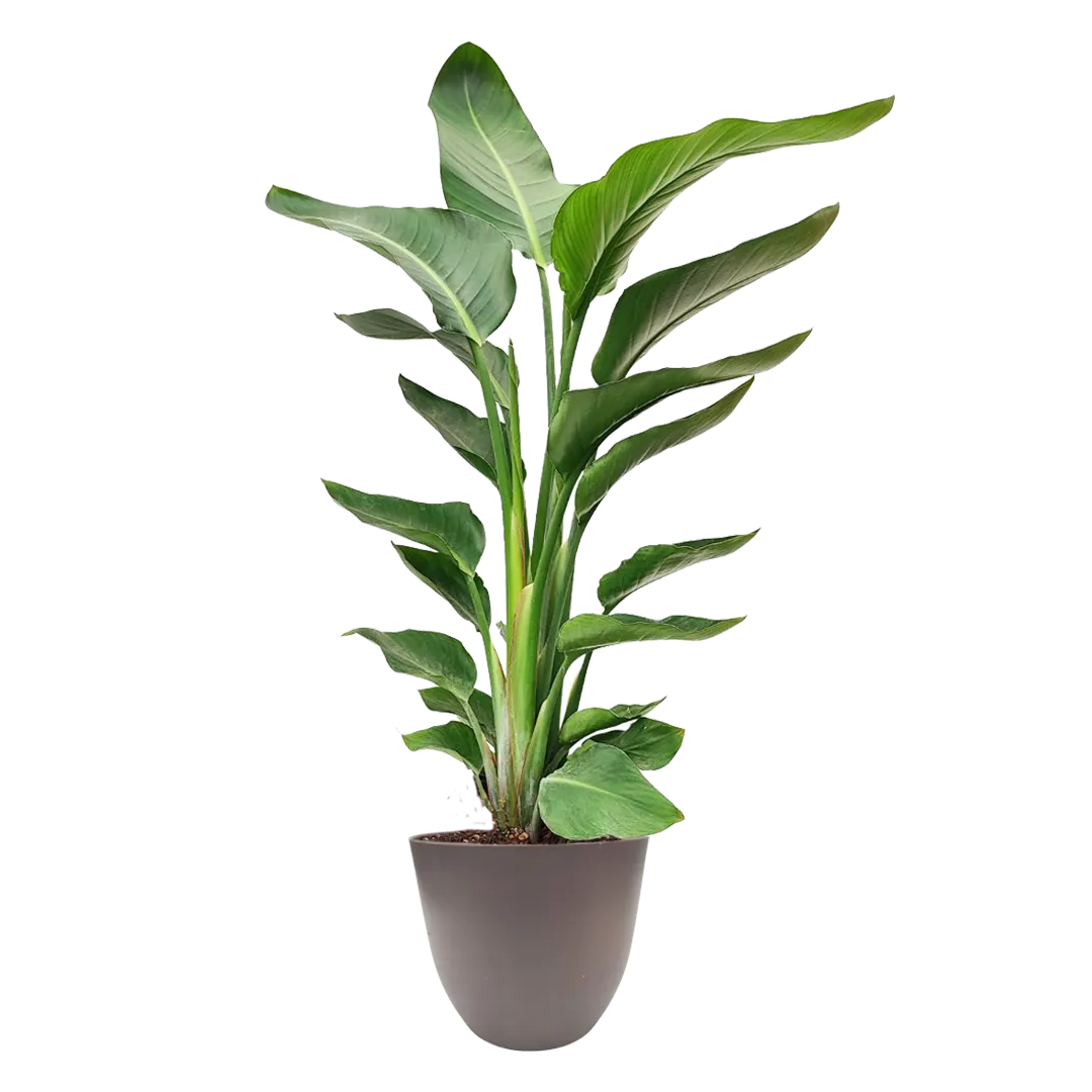Strelitzia Nicolai 90 cm - pianta da interno in vaso tortora