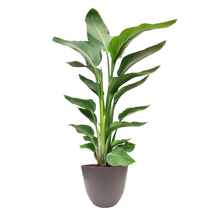 Strelitzia Nicolai 90 cm - pianta da interno in vaso tortora